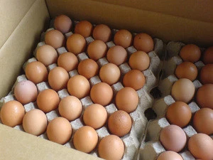 Pioneer Hatching Eggs in an egg carton